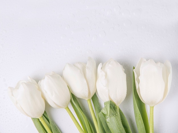 Fresh white tulips on white background