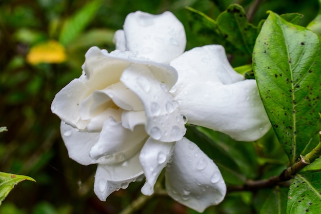 Fresh White