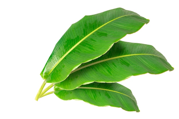 Fresh whole banana leaf isolated on white background