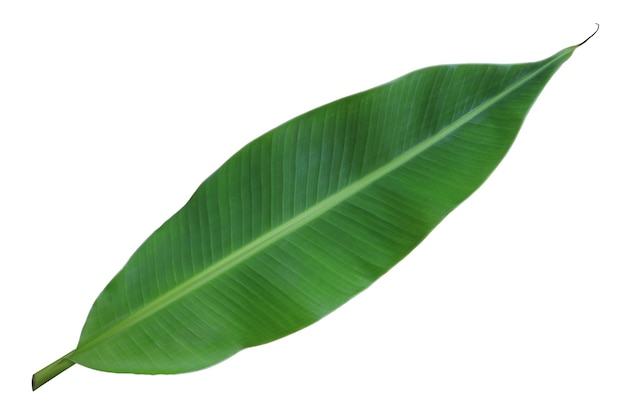 Fresh whole banana leaf isolated