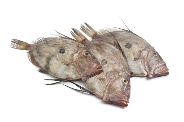 Fresh whole John Dory fishes isolated on white background close up