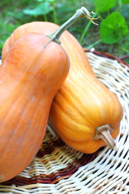 Fresh whole pumpkins