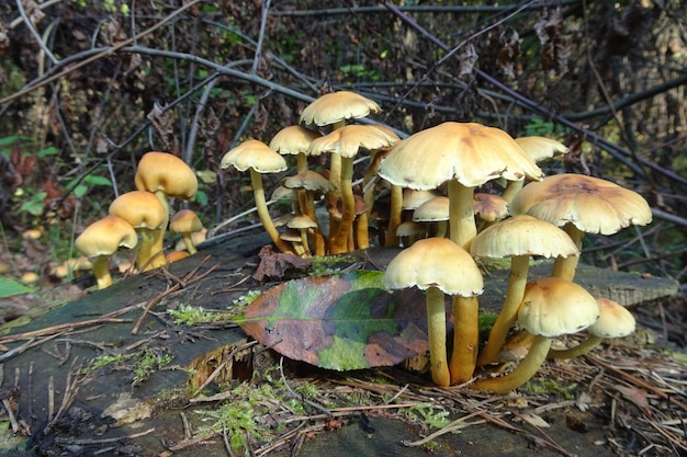 свежий дикий осенний лесной гриб
