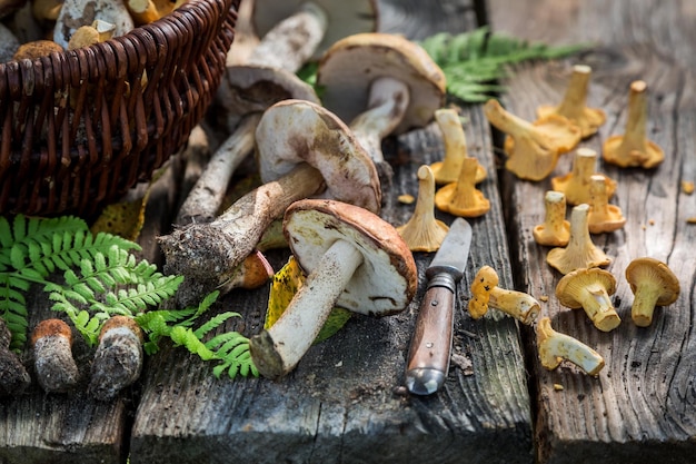 Fresh wild mushrooms full of flavour and aromatic