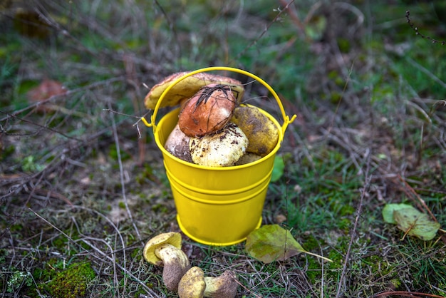 Fresh wild mushrooms in a yellow bucket