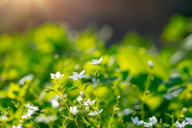 Fresh wildflower meadow