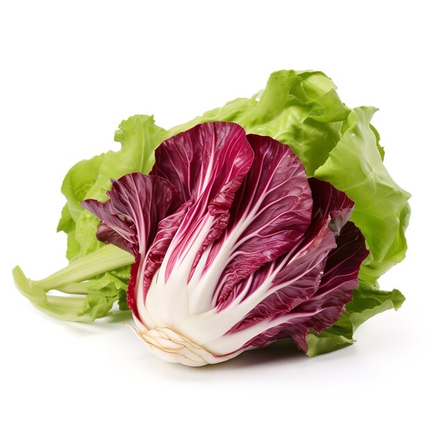 fresh winter radicchio isolated on white background
