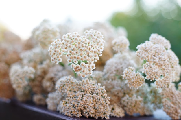 fresh yarrow plants in a bouquet in a summer d