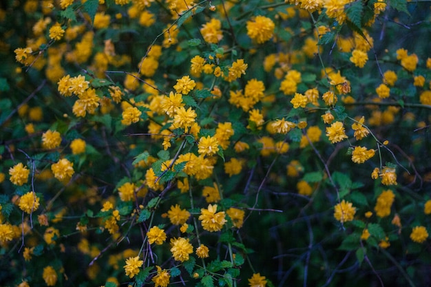 庭に新鮮な黄色の開花ブッシュ。