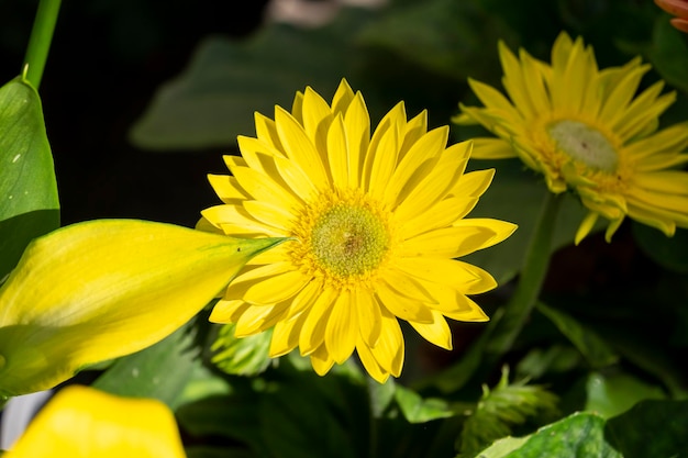 Fresh yellow bright chrysanthemums Japanese korean style Background for a beautiful greeting card