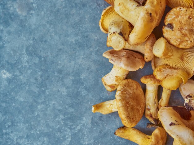 Fresh yellow chanterelle edible mushrooms.