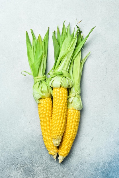 Fresh yellow cobs of organic corn on gray concrete background Top view