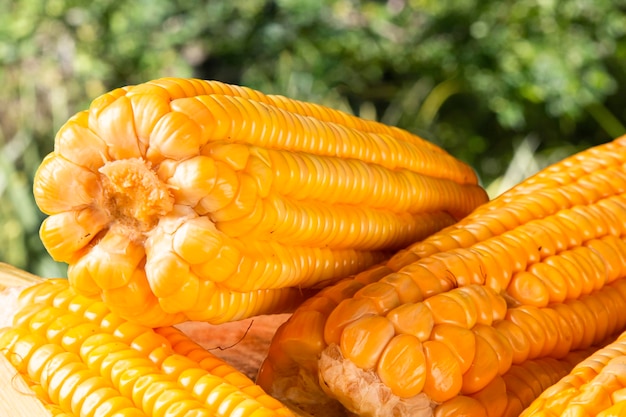 Photo fresh yellow corn on rustic wood and green blurred background