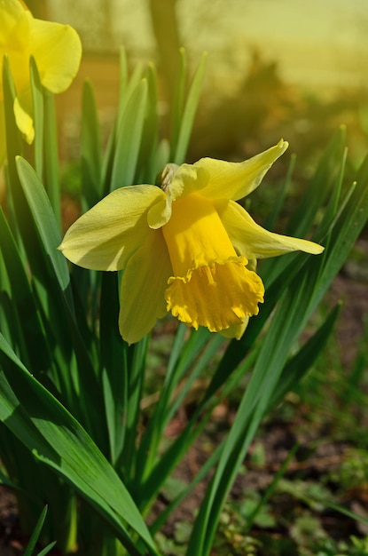春に花壇に咲く水仙黄色い花を育てる新鮮な黄色い水仙