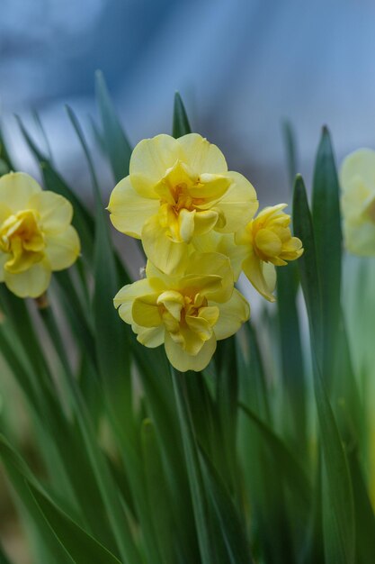 Fresh yellow daffodils in the springtime Narcissus blooming in spring