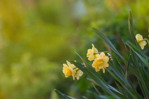 Narcisi gialli freschi in primavera. narciso che fiorisce in primavera.