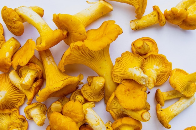 Fresh yellow delicious wavy vegetarian chanterelles with beautiful texture on white background