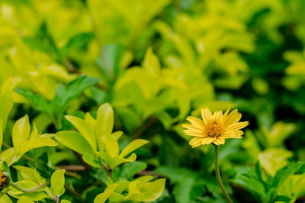 Fiore giallo fresco su fondo verde