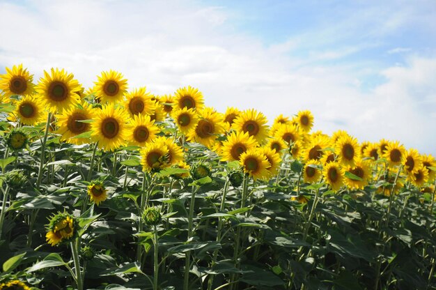 Fresh yellow flowers in field against sky