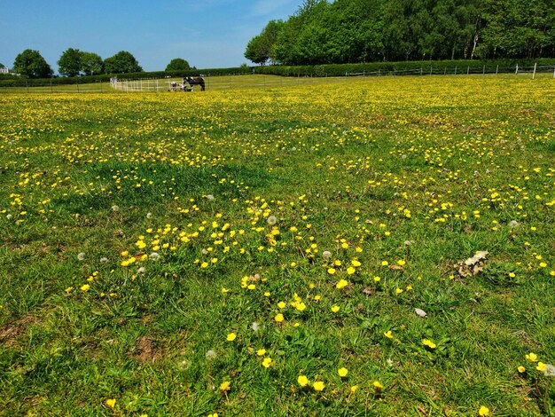 Foto fiori gialli freschi nel campo