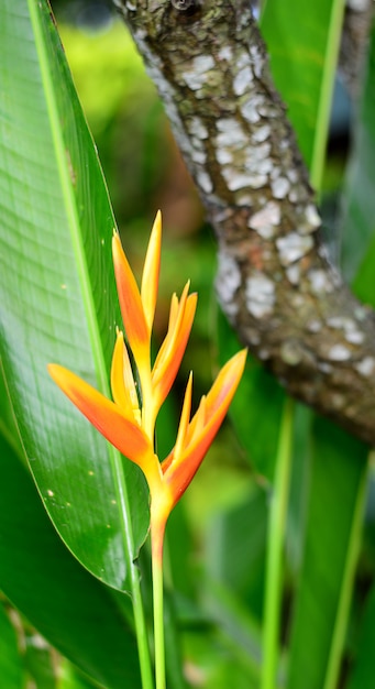 木の樹皮の背景に新鮮な黄色のヘリコニアの花