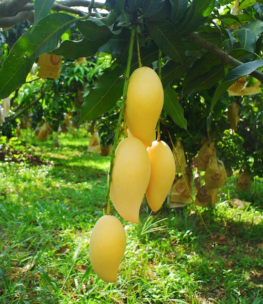 Fresh yellow mango hanging from a mango tree in the garden.Yellow fruits contain beta carotene. And antioxidant