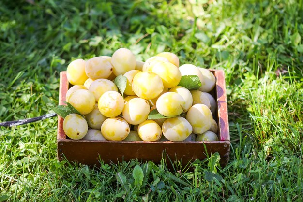 Fresh yellow plums. Ripe fruits in a wooden box on green summer grass in a garden.