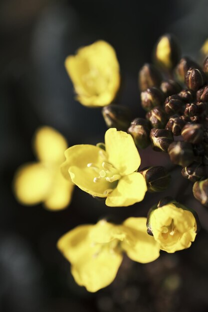 Photo fresh yellow rapeseed flower cores