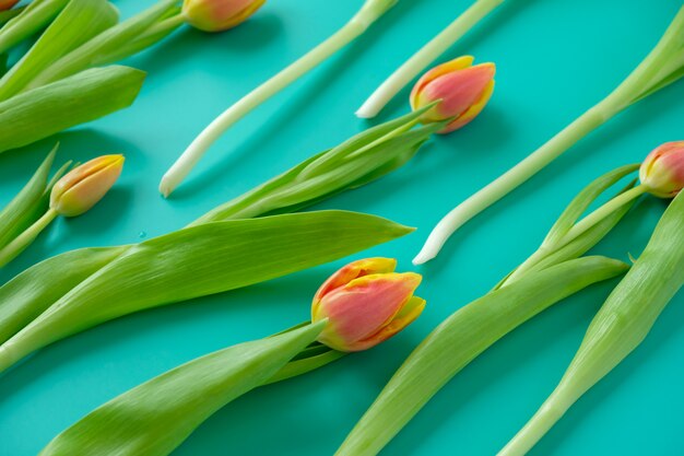 Fresh yellow-red tulips on a mint surface. Holiday concept