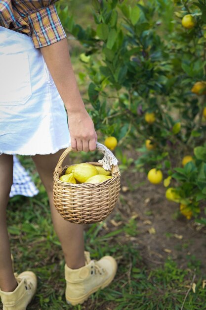 Photo fresh yellow ripe lemons on tree growing lemon with basket full of lemon in farm