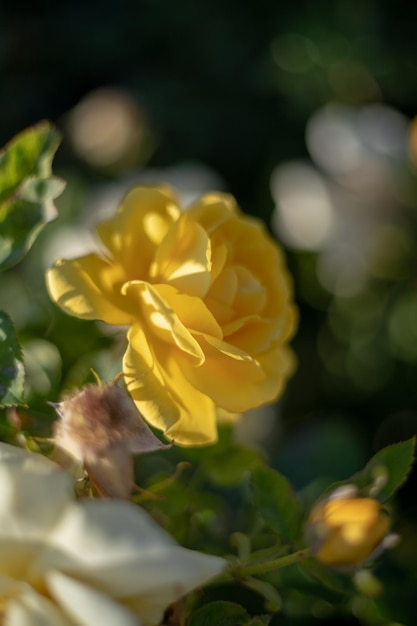 fresh yellow rose with unfocused background of the garden of the withdrawal rose garden