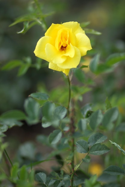 Fresh yellow roses in green sunny garden Closeup of a yellow flower blooming outdoors Open incredibly beautiful yellow rose in the garden