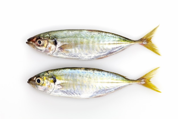 Pesce trevally fresco giallo della banda isolato su fondo bianco