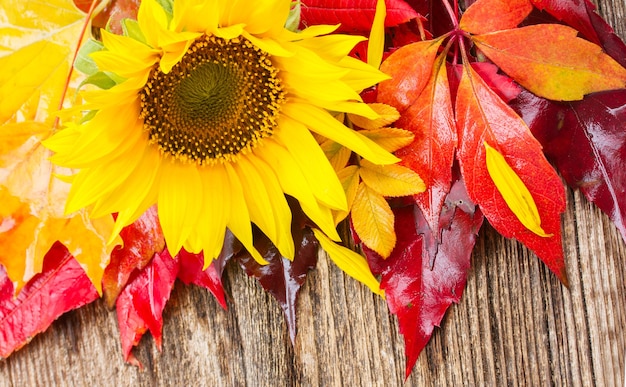 Foto girasole giallo fresco e foglie di autunno su fondo di legno