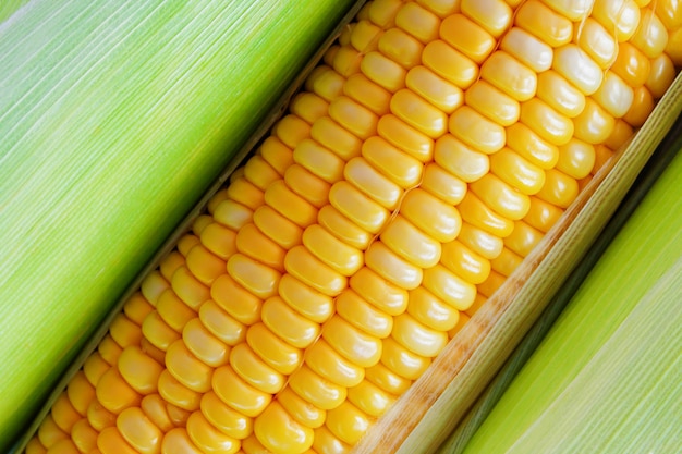 Fresh yellow sweet corn