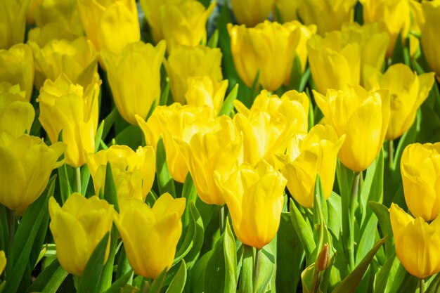 Fresh yellow tulips flower bloom in the garden