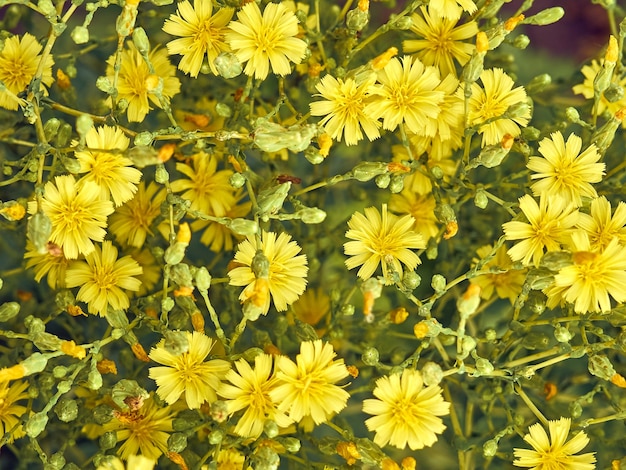 Fresh yellow vibrant flower background.