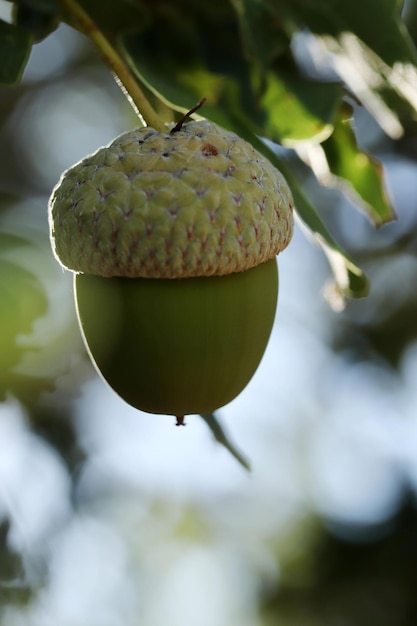 Fresh and young acorn on the tree