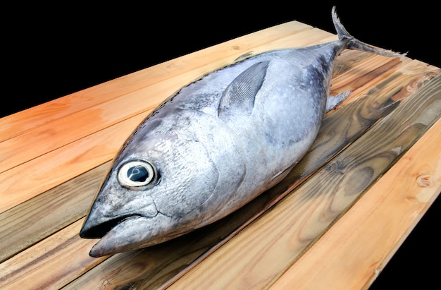 Fresh young bluefin tuna.