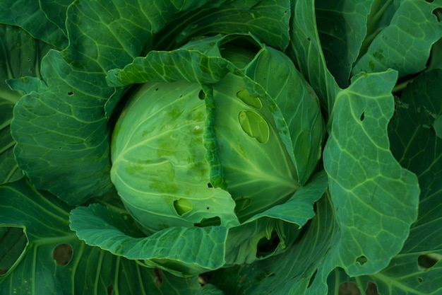 Fresh young cabbage grows on the garden bed. The concept is agriculture.