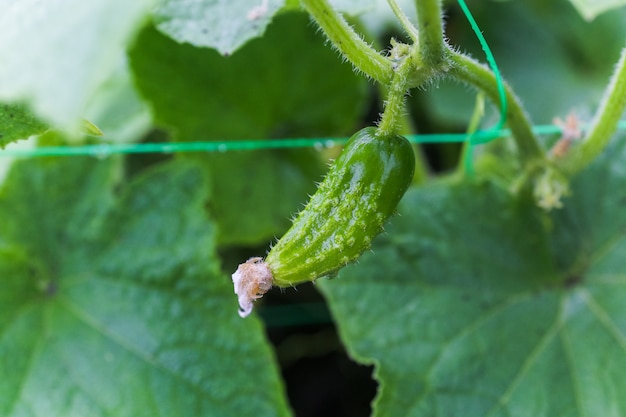 Fresh young green cucumber on a bush