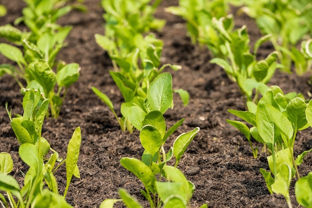 Fresh young green plants on a vegetable garden