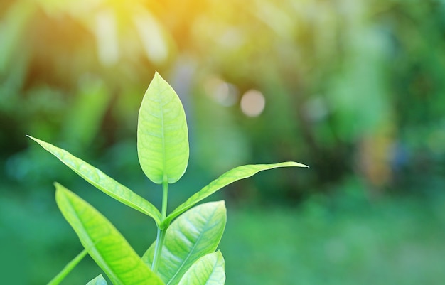 Fresh young green tree leaf on blurred background