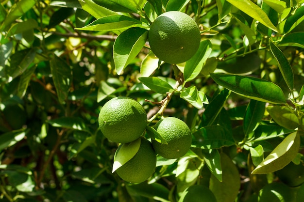 Fresh young limes on tree green 