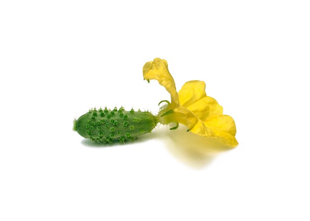 Fresh young miniature cucumber with thorns and yellow flower with sun shade. Summer plant.