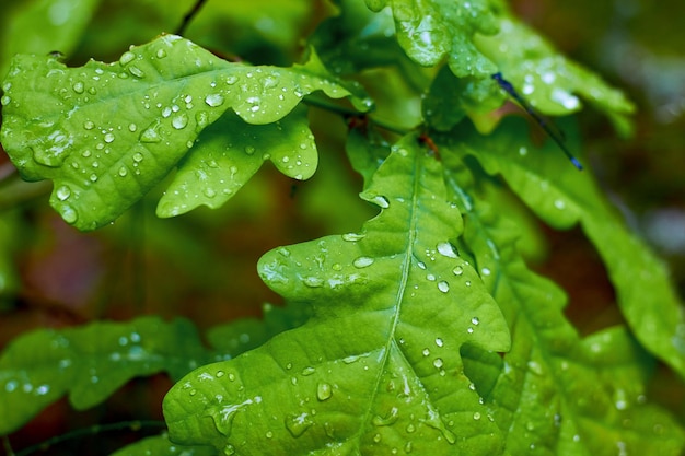 Fresh young oak foliage with raindrops Green spring background