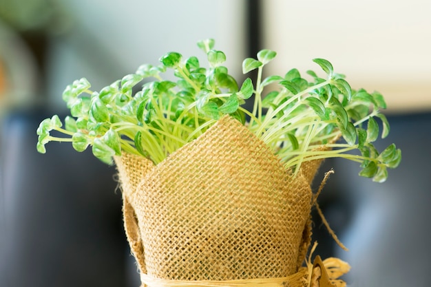 Fresh young seedlings in sack pot.