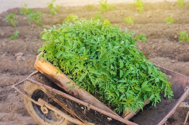 Fresh young tomato seedlings in a box