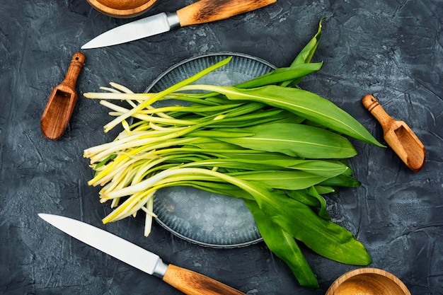 Fresh young wild garlic leaves