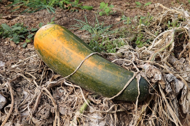 Fresh zucchini grown in the garden